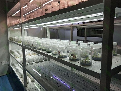 土默特右植物组织培养实验室设计建设方案